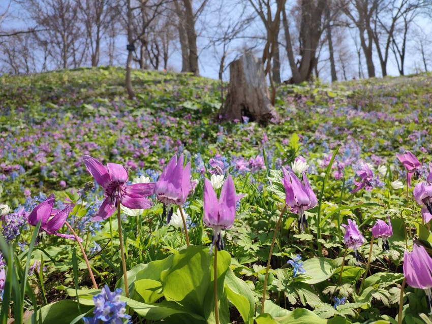 【JRで春のニセコへ】駅から５分のプチ登山！桜ヶ丘公園のカタクリ群生と茶房ヌプリで癒し旅